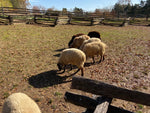 Load image into Gallery viewer, Mt. Vernon Private Tour
