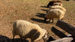 Load image into Gallery viewer, Mt. Vernon Private Tour
