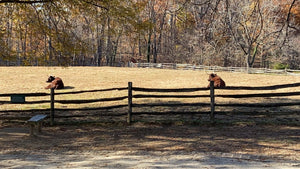 George Washington Animals Mt. Vernon Private Tour